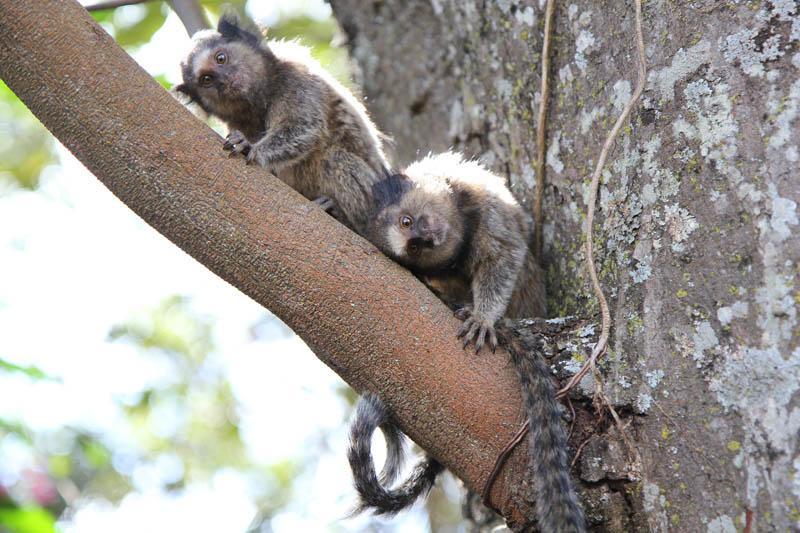 Pousada Recanto Do Cerrado Neropolis Esterno foto